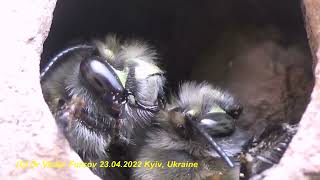 Ukraine Kyiv HairyFooted Bees Anthophora pumilis Apidae Hymenoptera Inside Wall 23042022 [upl. by Elizabet]