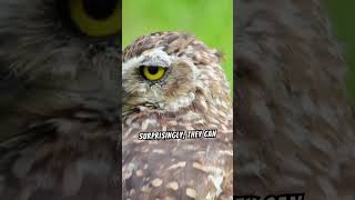 Burrowing Owl  The Adorable Owl [upl. by Grannias]