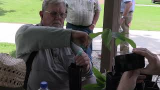 2024 Ohio Pawpaw Conference amp Trade Show Grafting Demonstration with Cliff England [upl. by Karee]