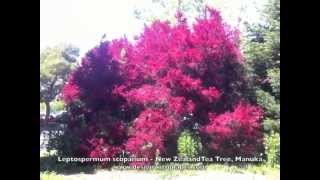 Leptospermum scoparium  New Zealand Tea Tree Manuka [upl. by Elamrej]