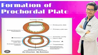 Formation of Prechordal Plate Formation of Amnion and Chorion [upl. by Dotty]