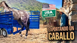 Exportando un CABALLO a ESTADOS UNIDOS  Criando a un caballo hasta su exportación [upl. by Ewolram]