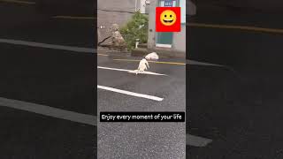 Dog 🐕🐕 dance funny comedyfunnydance [upl. by Lida]