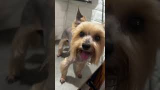 Зєфір yorki pets yorkie dogbreed yorkies yorkiestyle grooming [upl. by Smalley576]