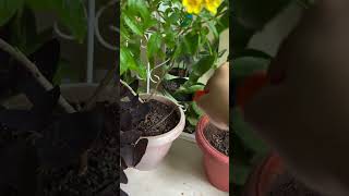 How to Grow Flowers on Your Plants StepbyStep Guide plants houseplants indoorplants gardening [upl. by Anavoj682]