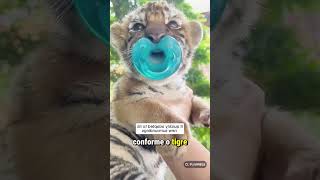 Esse filhote de tigre foi resgatado na beira da estrada e ganhou um lar inesperado cute tiger [upl. by Jabe]