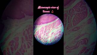 Microscopic view in histology lab histology anatomy medico neetaspirants motivation [upl. by Suoicerp]