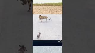 Greedy Leopard 🐆 wants Tow Baby Warthog leopard leopardgecko shorts wildlife [upl. by Chen184]