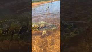 Tucunaré amarelo 😱🎣 fishing fish pescaria pescador fish viral pescaesportiva peixe fish [upl. by Faunie856]