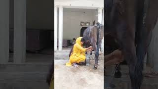 Cow 🐄 milking by beautiful girl 👧 cow animals cowmilkingbyhand [upl. by Cleti]