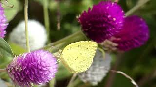 Northern Grass Yellow Butterflies Visit Globe Amaranth Flowers for Nectar [upl. by Cortney]