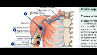 Axillary vein 2 [upl. by Rep]