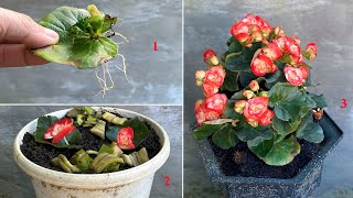 Propagate begonias from leaves by combining banana peels and rice water [upl. by Scandura]