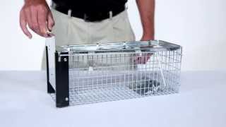 How to Set Havahart® XSmall 1Door Trap Model 0745 for Chipmunks Rats amp Squirrels [upl. by Iridissa]