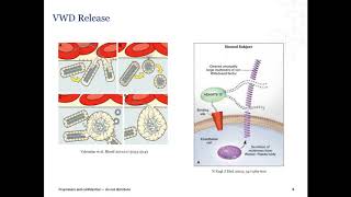 Laboratory Diagnosis of von Willebrand Disease VWD [upl. by Hannavas913]