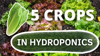 5 Crops You Can Easily Grow In Hydroponics to make money [upl. by Innaig]