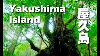 屋久島 観光 旅行 Yakushima Island 白谷雲水峡 World Heritage JAPAN 世界遺産 屋久島杉 [upl. by Gula]