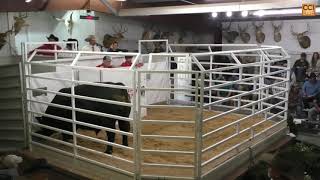 Part 2 Deer Valley Farms Production Sale Fayetteville TN NOV 2024Nov09140507mp4 [upl. by Norym2]