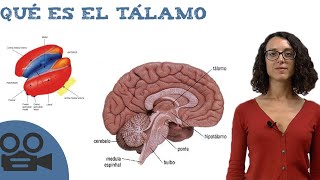 Qué es el tálamo [upl. by Elysia]