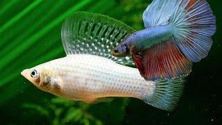 Do Bettas and Mollies Make Good Tankmates Can Betta and Molly fish live together share the same tank [upl. by Anihc222]