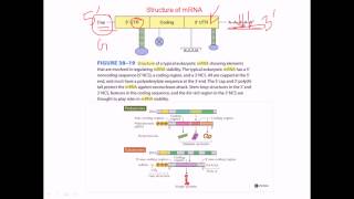 Structure of mRNA [upl. by Dhiman317]