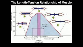 Exercise Physiology  Skeletal Muscle LengthTension Relationship [upl. by Ileek]