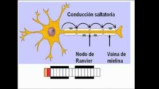 TIpos de axones amielinico y mielinico [upl. by Monti]