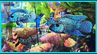 Amazing Display Tank Electric Blue Jack Dempseys amp Aquascaped [upl. by Friend715]