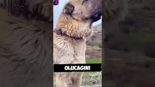 kangal vs kanguru kim kazanır [upl. by Aromas971]