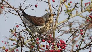 The Fieldfare and its call [upl. by Sileas]