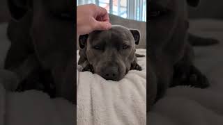 Sleepy Staffy 🥱 bluestaffy dog englishstaffy [upl. by Ahsimat449]