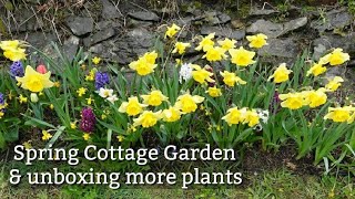 Cottage Garden Spring Update  Unboxing New Peonies amp Aubretia [upl. by Sarine]