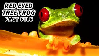 Red Eyed Tree Frog Facts WHY the RED EYES  Animal Fact Files [upl. by Hedelman10]