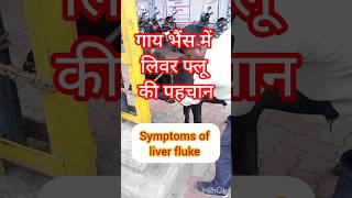 sympto of liver flukeFarmingGurujipeepalfarmDrAlokVetClubhimanshisunhare4133VetDrLife [upl. by Rann]