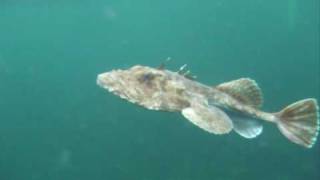 Freediving with Monkfish [upl. by Azil]