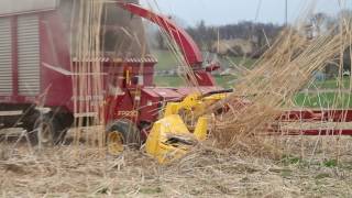 1403 Horning 3 Row Independent Corn Head  Miscanthus Grass Pt 1 [upl. by Yelnet620]