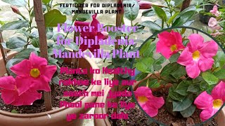 How to Fertilize a DipladeniaMandevilla Plant Best Organic Fertilizer for Dipladenia Plant [upl. by Pepper]