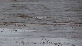 Sanderlings in flight [upl. by Aenit882]