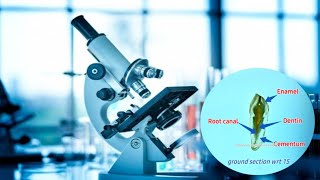 Ground SectionHistology of toothEnamel rods dentinal tubulesdead tractsstriae of retzius [upl. by Yrennalf]