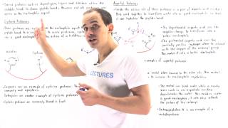 Cysteine Apsratyl and Metalloproteases [upl. by Amhsirak]