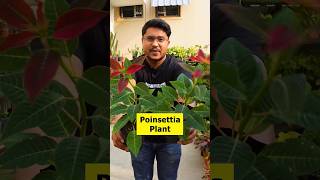 quotWhy Wont My Poinsettia Turn Red Learn Why and How to Make it Happenquot plants plantgoals [upl. by Bevers]