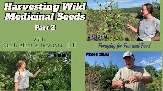 Harvesting Wild Medicinal Plant Seeds Part 2 [upl. by Bounds98]