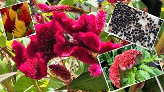 quotvelvety brainsquot How to save coxcombcelosia seeds [upl. by Dnomhcir697]