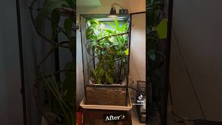 BIOACTIVE Veiled Chameleon Set Up [upl. by Borgeson]