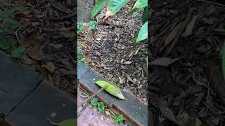 榴槤黑白講  （36） 葉緣波浪 。 Durian tree cultivation  （36）Leaf margin waves 。 2024  11  16 [upl. by Marley668]