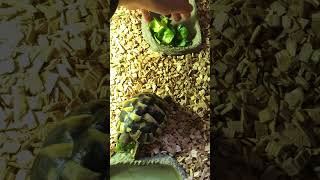 Rocky trying Brussels sprout leaves for the first time [upl. by Dodwell]