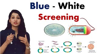 BLUE WHITE SCREENING I Recombinant DNA Technology I RDT I Biotechnology [upl. by Fahland991]