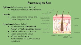 Integumentary System Lecture CHAPTER 5 [upl. by Fortier313]