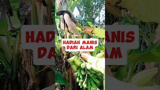 Petik dan Santap  Pisang Langsung dari Pohon pisang panenpisang gardening hizafarm [upl. by Adiene]