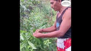 Dita TreeAlstonia Scholaris Bisaya Herbal TIPS [upl. by Agnew]